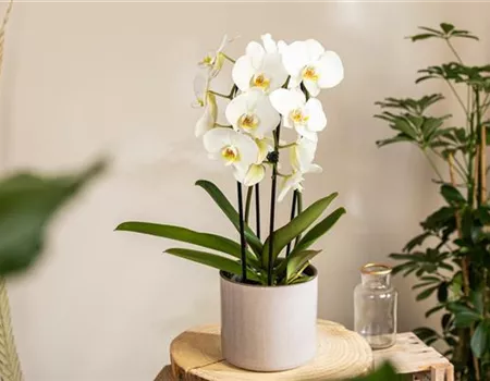 Die beliebtesten Orchideen für echte Pflanzenfans Die beliebtesten Orchideen für echte Pflanzenfans