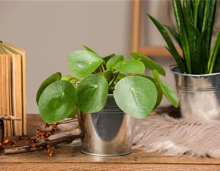 Die besonderen Eigenschaften von Zimmerpflanzen kennenlernen Die besonderen Eigenschaften von Zimmerpflanzen kennenlernen