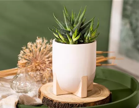 Die einmaligen Besonderheiten von Kakteen und Sukkulenten  Die einmaligen Besonderheiten von Kakteen und Sukkulenten