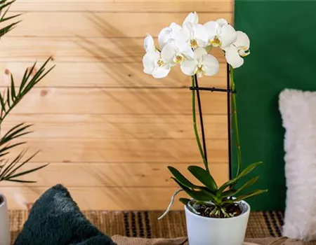 Die einmaligen Besonderheiten von Orchideen Die einmaligen Besonderheiten von Orchideen