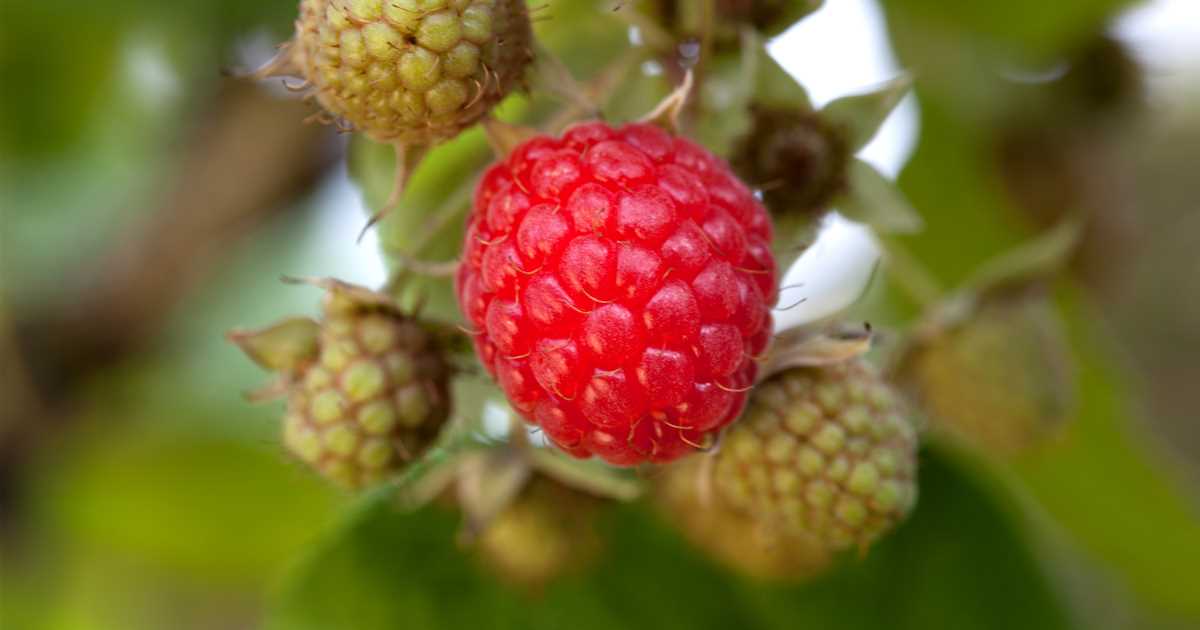 Rasenschnitt als Mulch-Material - Wilsaflor GmbH & Co. KG