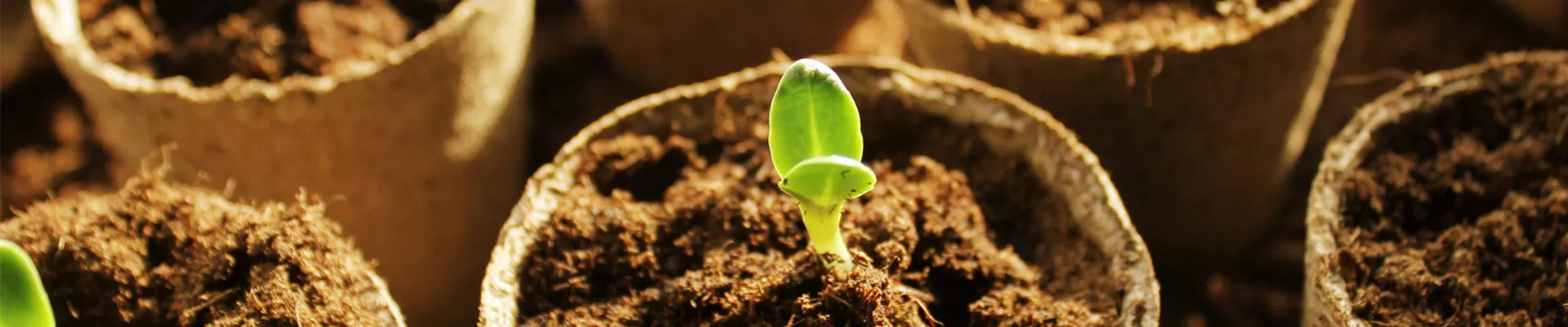 setzlinge_vaivirga_fotolia_95826607_m setzlinge_vaivirga_fotolia_95826607_m