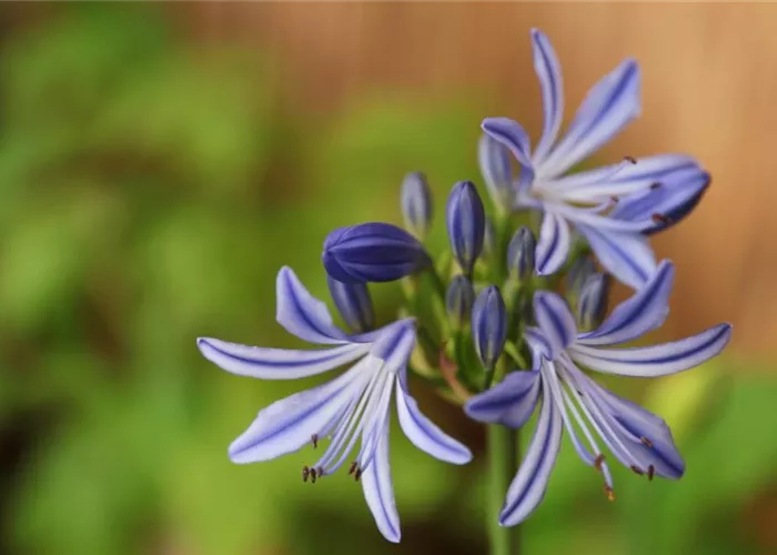 Afrikanische Schmucklilie - Einpflanzen in ein Gefäß Afrikanische Schmucklilie - Einpflanzen in ein Gefäß