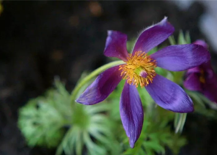 Küchenschelle - Einpflanzen im Garten Küchenschelle - Einpflanzen im Garten