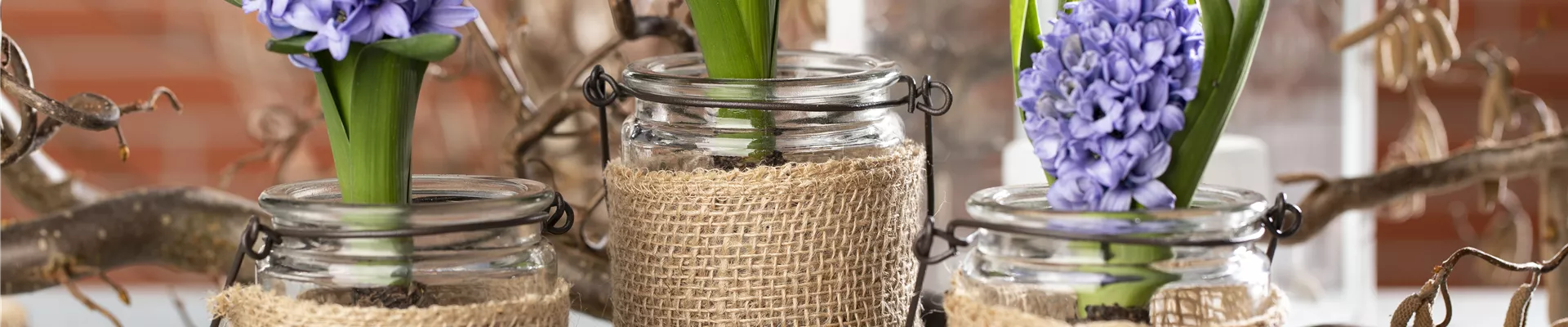 Zwiebelpflanzen Zwiebelpflanzen