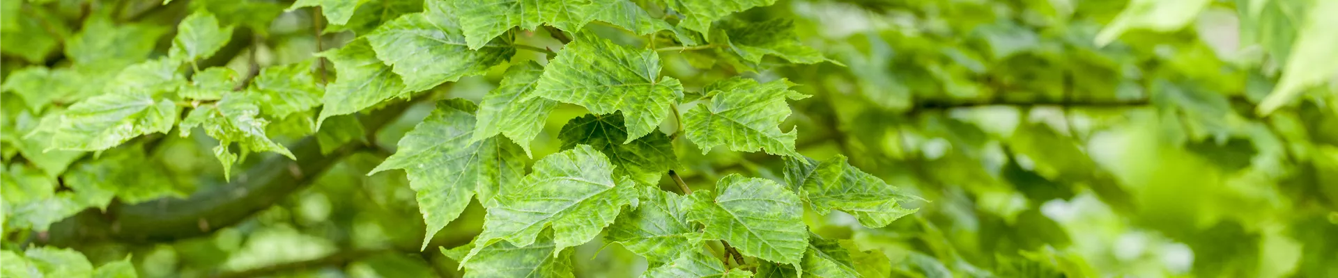 Acer davidii 'Purple Bark' Acer davidii 'Purple Bark'