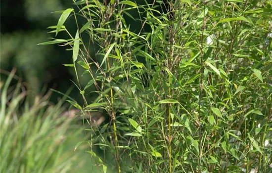 Bambus – das exotische Multitalent im Garten Bambus – das exotische Multitalent im Garten