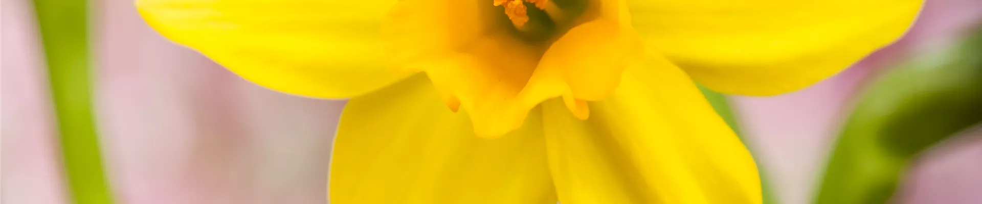 Narcissus, gelb Narcissus, gelb