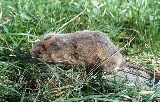 Schutz vor Wühlmäusen – was schafft effektive Abhilfe? Schutz vor Wühlmäusen – was schafft effektive Abhilfe?