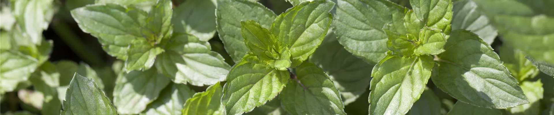 Mentha x piperita Mentha x piperita