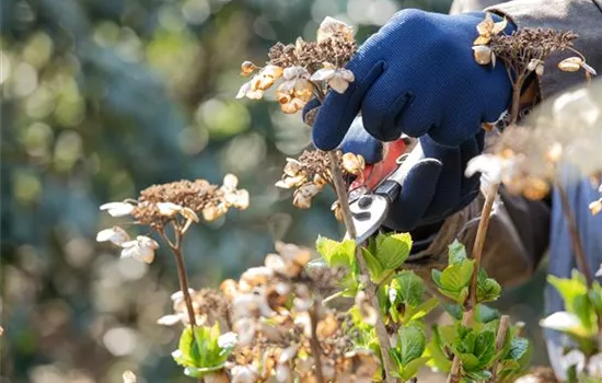 Frühjahrsputz im Garten – Das steht jetzt an Frühjahrsputz im Garten – Das steht jetzt an