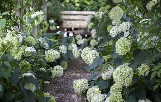 Schattengarten – Tipps zur Gestaltung Schattengarten – Tipps zur Gestaltung