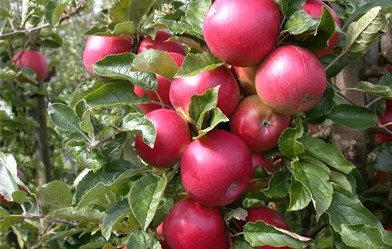 Obstbäume veredeln – frische neue Früchte Obstbäume veredeln – frische neue Früchte