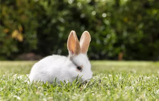 Igel, Kaninchen und Co. - unsere Gartenbewohner Igel, Kaninchen und Co. - unsere Gartenbewohner