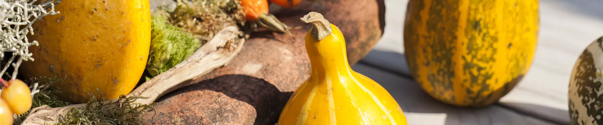 Cucurbita pepo Cucurbita pepo