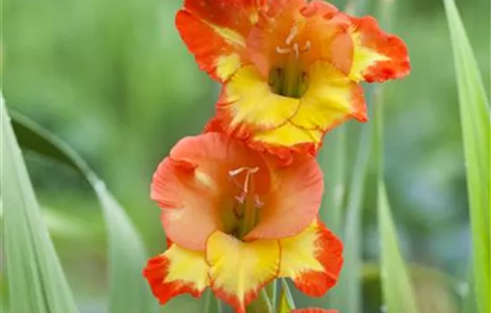 Gladiolen überwintern: Vorbereitung und Lagerung Gladiolen überwintern: Vorbereitung und Lagerung