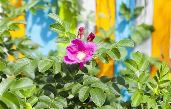 Warum nicht jede Rose eine Duftrose ist Warum nicht jede Rose eine Duftrose ist