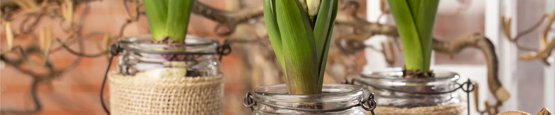 Hyacinthus Hyacinthus