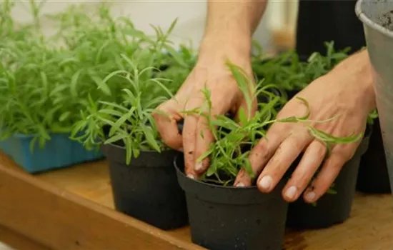 Estragon - Pikieren Estragon - Pikieren