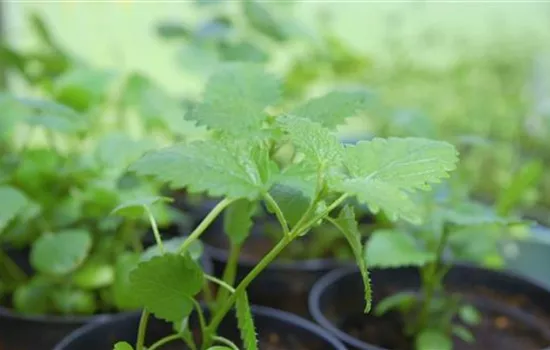 Zitronenmelisse - Pikieren Zitronenmelisse - Pikieren