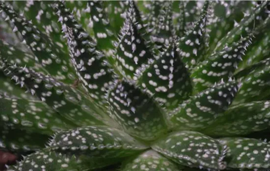Haworthia - Umtopfen Haworthia - Umtopfen