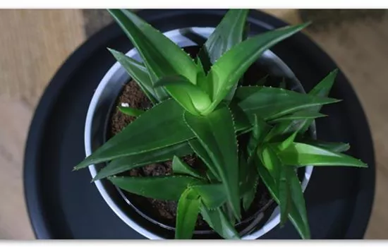 Zimmerpflanzenportrait - Aloe Vera (klein) Zimmerpflanzenportrait - Aloe Vera (klein)