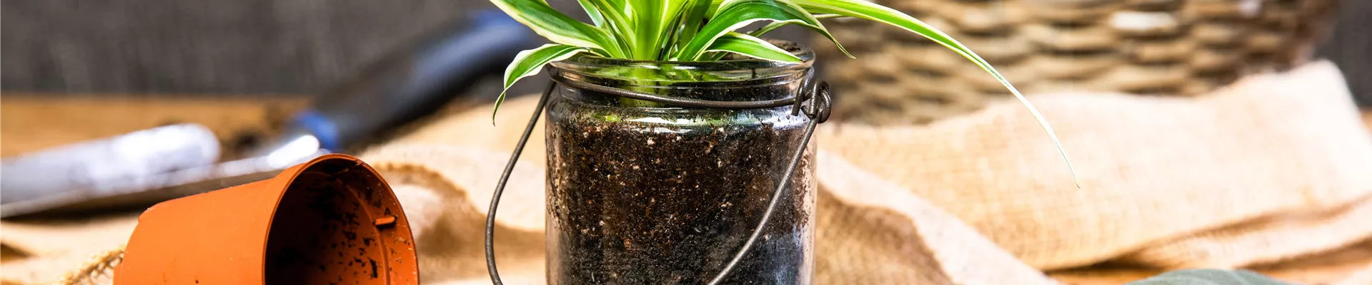 Pflanze und Erde im Glas