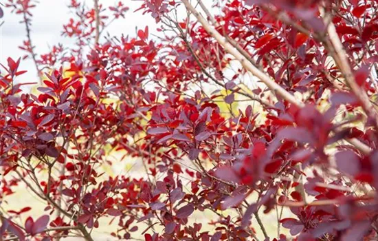 Ameise, Blattlaus und Co. – Laubgehölze vor Schädlingen schützen Ameise, Blattlaus und Co. – Laubgehölze vor Schädlingen schützen