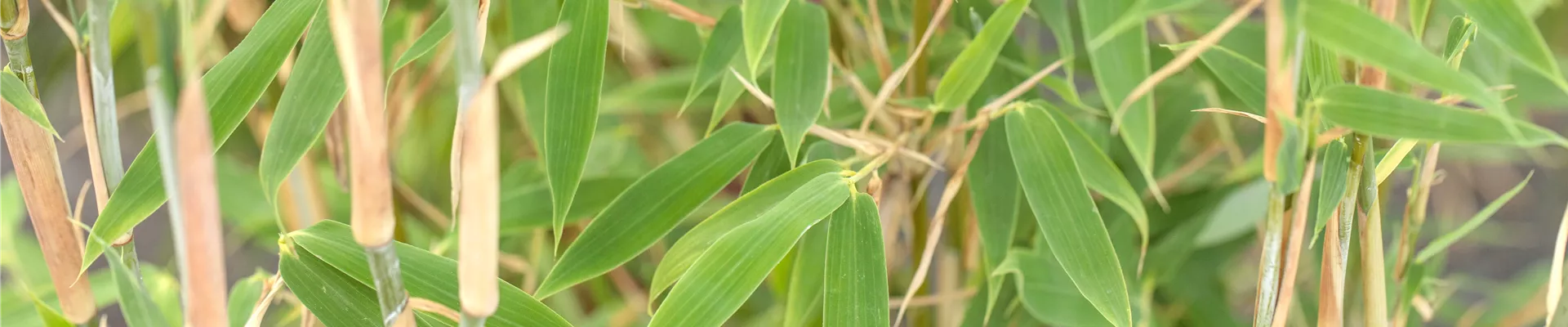 Fargesia murielae 'Standing Stone'® Fargesia murielae 'Standing Stone'®