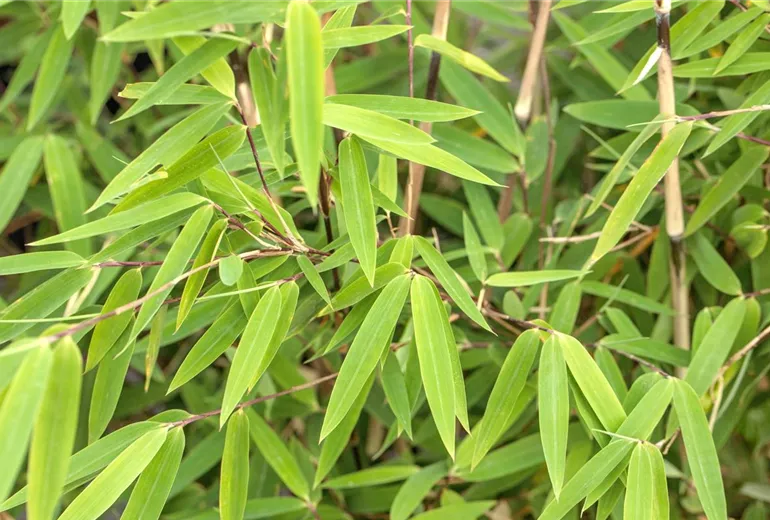 Fargesia nitida 'Volcano'