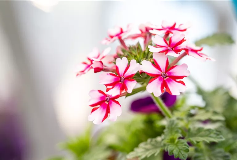 Verbena Hybride, weiß-rot