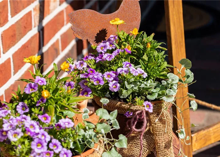 Beet- und Balkonpflanzen pflegen und bunte Blüten bewundern Beet- und Balkonpflanzen pflegen und bunte Blüten bewundern