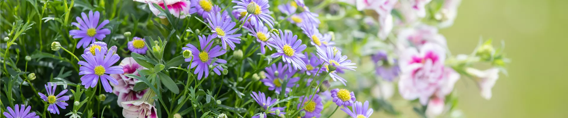 Calibrachoa 'PinkTastic' Calibrachoa 'PinkTastic'