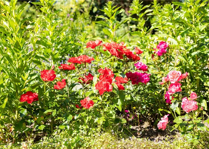 Beetrosen pflanzen und wunderschöne Blüten bewundern Beetrosen pflanzen und wunderschöne Blüten bewundern
