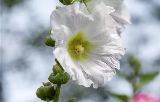 Begleitpflanzen für Rosen – So kommen die Königinnen groß raus Begleitpflanzen für Rosen – So kommen die Königinnen groß raus