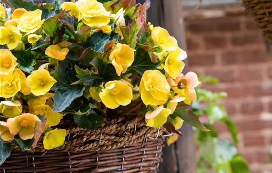 Begonien pflanzen und pflegeleichte Blüten bewundern