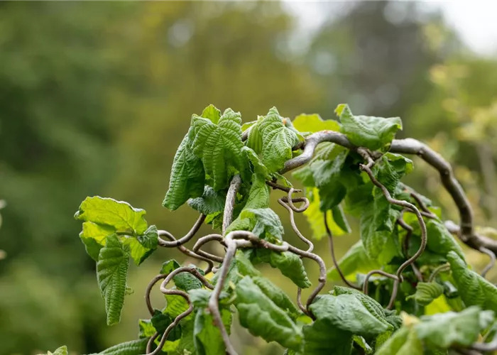 Beliebte Laubgehölze für den eigenen Garten Beliebte Laubgehölze für den eigenen Garten