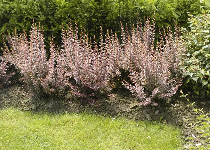 Berberitzen bereichern den Garten in jeder Hinsicht Berberitzen bereichern den Garten in jeder Hinsicht