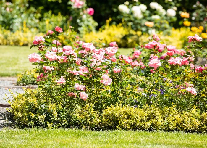 Bezaubernde Gartengestaltung mit Beetrosen entdecken Bezaubernde Gartengestaltung mit Beetrosen entdecken