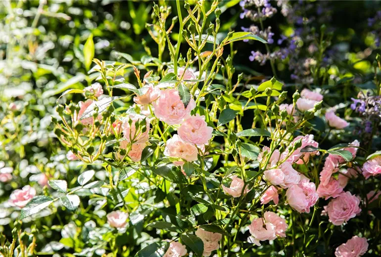 Rosa 'The Fairy'