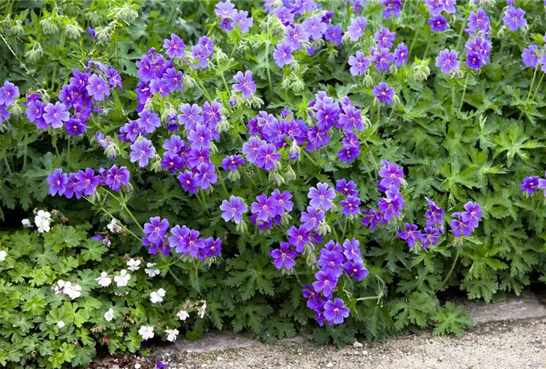 Geranium