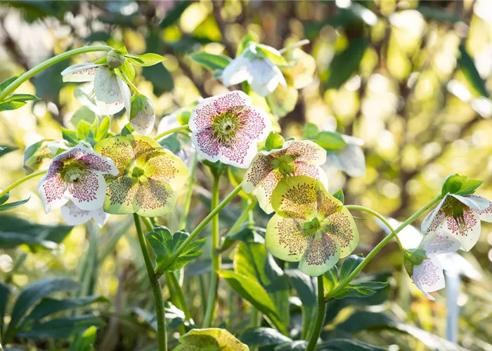 Christrosen pflanzen und für elegante Blüten sorgen