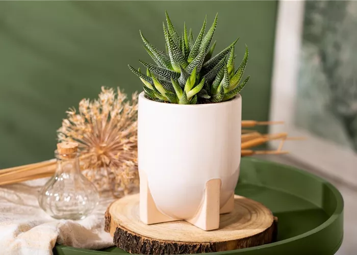 Die einmaligen Besonderheiten von Kakteen und Sukkulenten  Die einmaligen Besonderheiten von Kakteen und Sukkulenten