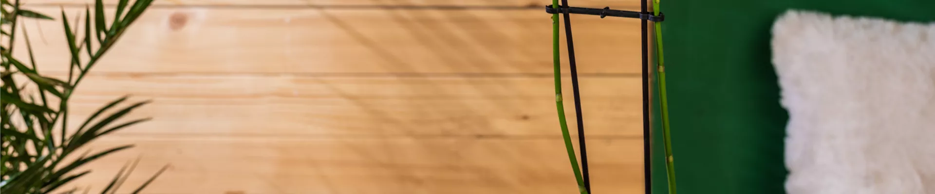 Phalaenopsis, weiß Phalaenopsis, weiß