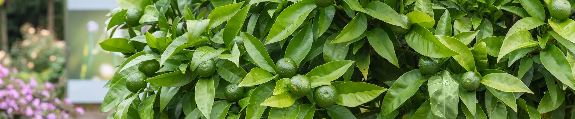 Citrus nobilis Citrus nobilis