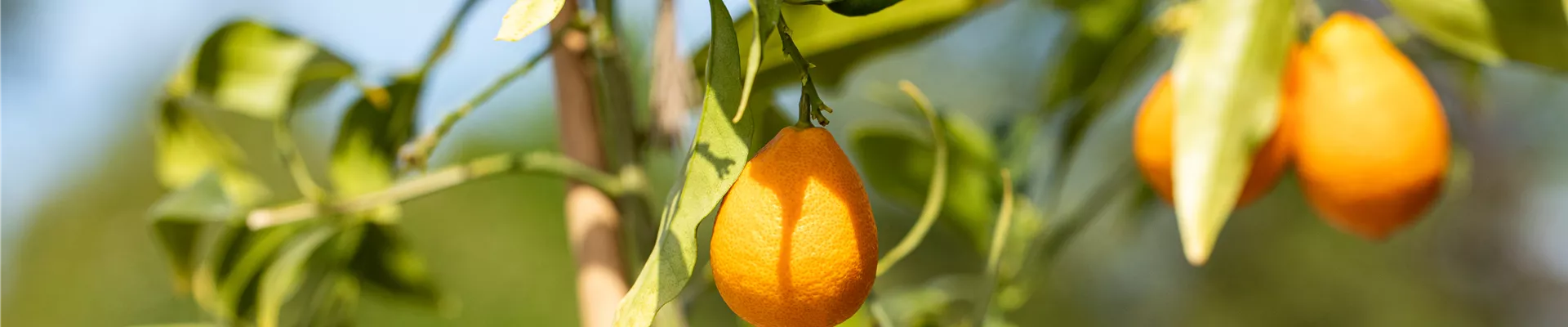 Citrus Citrus