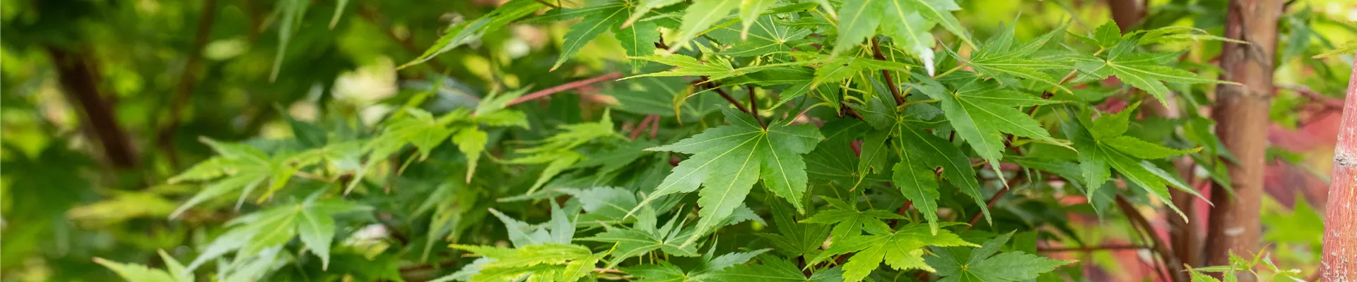 Acer palmatum 'Sangokaku' Acer palmatum 'Sangokaku'
