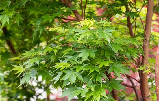 Fächerahorn als Highlight in jedem Garten Fächerahorn als Highlight in jedem Garten