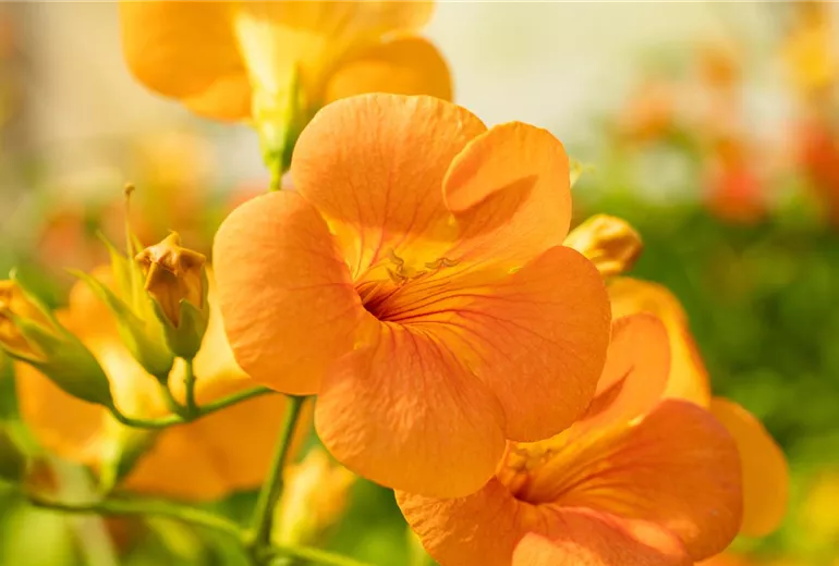 Campsis grandiflora