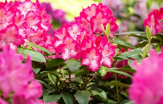 Krankheiten und Schädlinge an Rhododendren erkennen und vorbeugen Krankheiten und Schädlinge an Rhododendren erkennen und vorbeugen